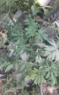 تعویض‌خاک‌گلدون طبیعی
