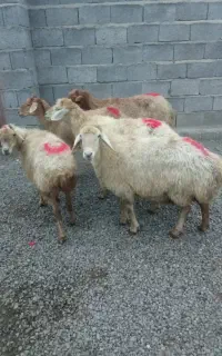 گوسفند شکم دار
