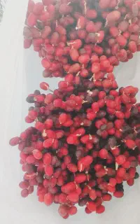 کارگرخرماجمع کن
