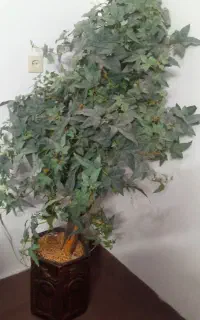 درخچه تزئینی