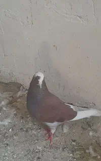 کبوتر