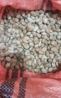 بادام تازه امسال