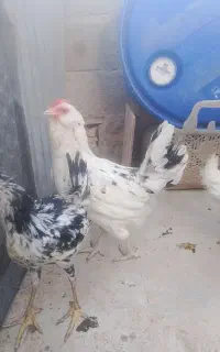 مرغ گلین فول ریش با جوجه