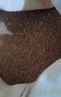 بذر یونجه.(علف)