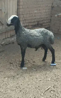 بره قوچ اصیل شالی