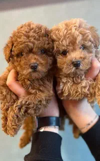 توی پودل اصیل با تضمین اصالت نژاد