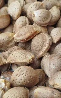 بادام و آلوچه
