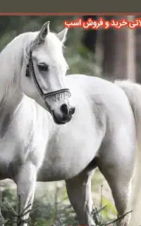 خرید و فروش اسب