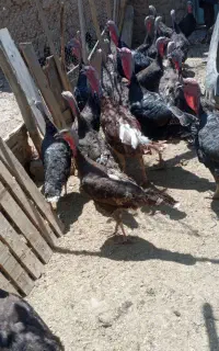 بوقلمون ماده