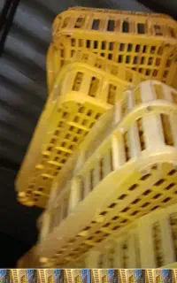 سبد مرغ زنده