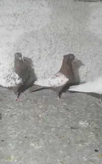 سینه ماده