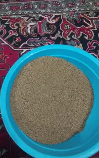 بذر یونجه همان یونجا توخومی فقط کیلویی۱۴۵۰تومان