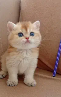 گربه های نژاد
