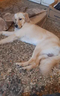 سگ گلدن خالص نر دارم