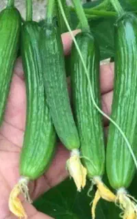 خیار شوری