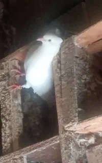 کبوتر تاجی خوش رنگ