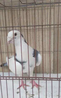پنلگ سبزی نر