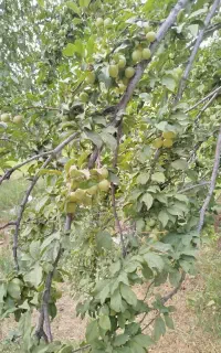 سیب وآلوچه