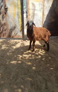 بره نر سبک وزن