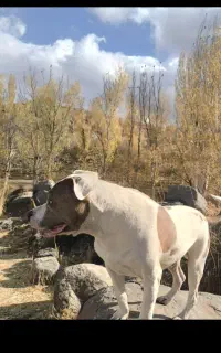 سگ پیت بول گم شده