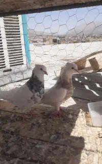 کفتر طوقی