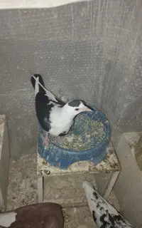 کبوتر