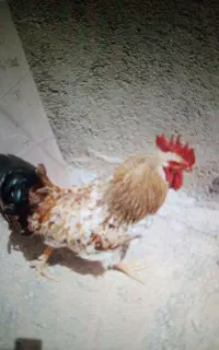 خروس