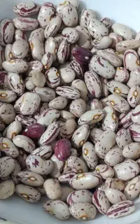 لوبیا چیتی (اتوران )