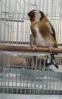 سره عروس قناری