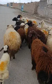 ۱۱راس گوسفند بره دار درجه یک