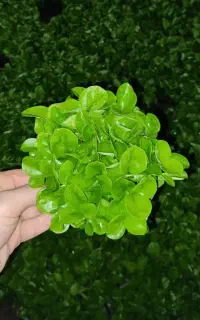 سبزه نارنج گلدان 12