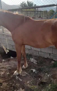 اسب ماده