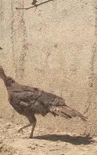بوقلمون ماده کرچ و جوجه گلین یه ماهه