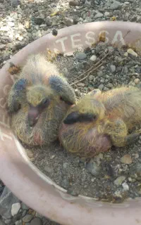 فروش پلاکی زاغ