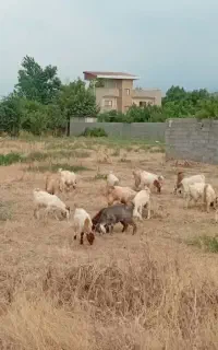 بزغاله نر