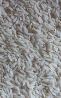 برنج طارم هاشمی