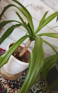 گل سوسن ۵ساله باگلدان