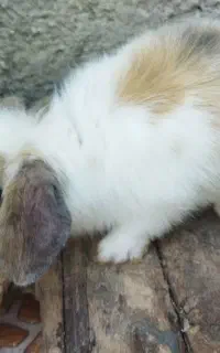 بچه خرگوش لوپ