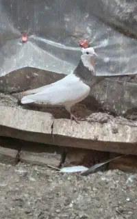 کبوتر