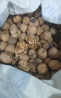 فروش گردو