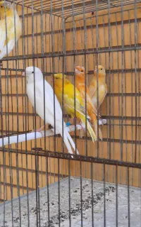 جوجه قناری ریزه خون