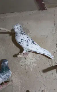 کبوتر