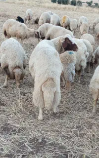 قوچ درجه یک وهیکلی