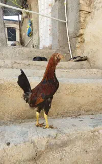سه عدد گلین چهار ماه مفت مفت