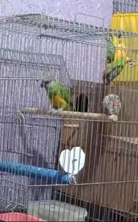 جفت سنگال