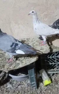 کفتر