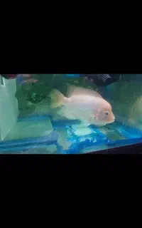 ماهی ویجا سینسیلا یا سینسیلم