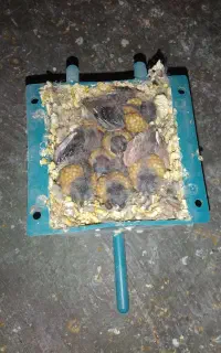 گله فنچ