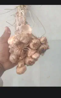 پیاززعفران