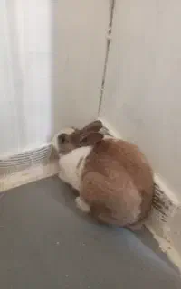 خرگوش باهوش بامزه